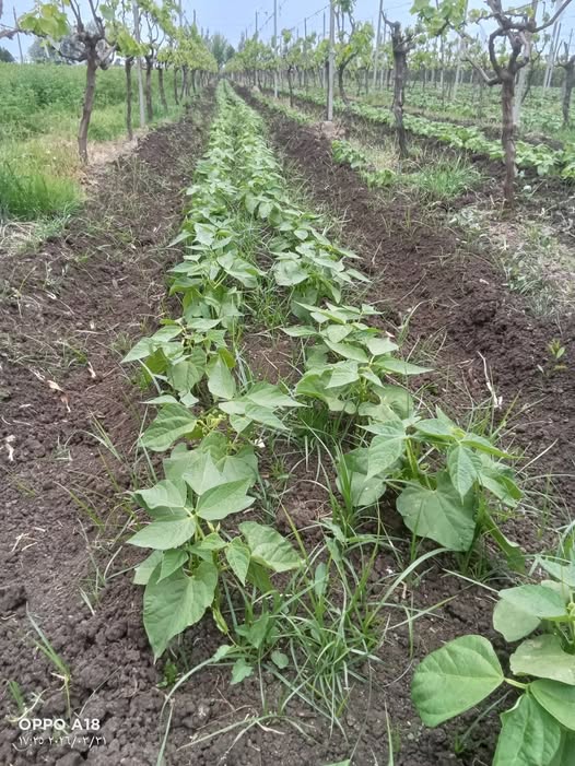 السلام عليكم ورحمه الله وبركاته
ينفع أرش حاجه للعفش والحشائش والنجيله في الفاصولياء ولا يأثر على الفاصولياء